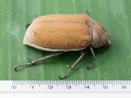Lepidiota stigma